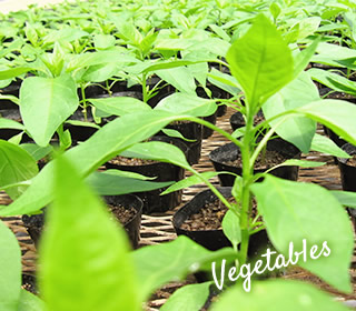 野菜苗