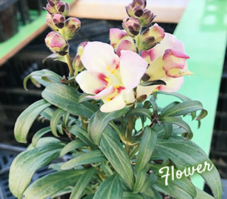 花苗