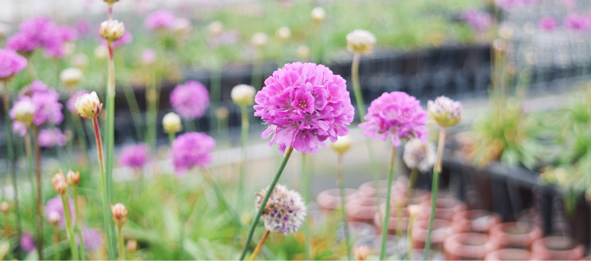 長野県諏訪郡のVEGEHANA FARM